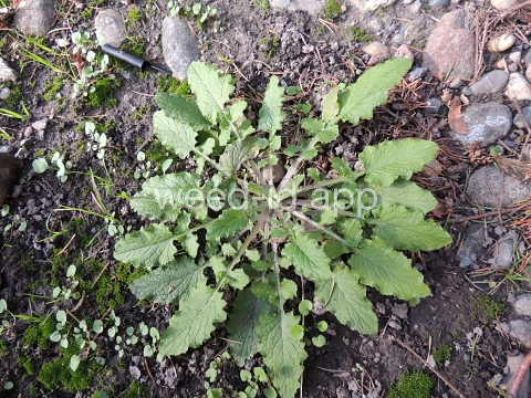 nipplewort